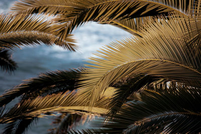 Low angle view of palm trees against sea. tropical summer background with copy space