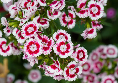 Close-up of pink flowering plants