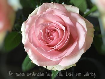 Close-up of pink rose blooming outdoors