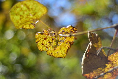 Close-up of insect on leaves