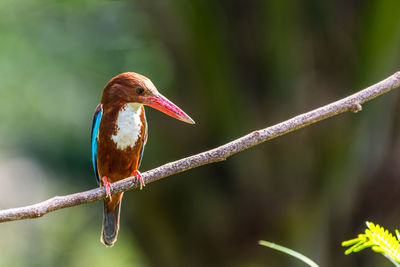 White-throated kingfisher perched and resting