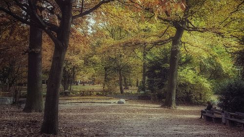 Trees in park during autumn