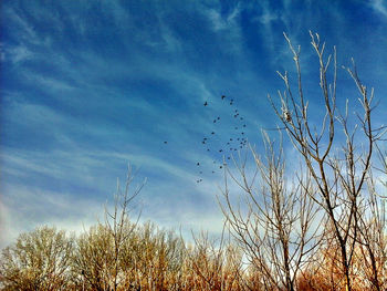 Low angle view of bare trees against blue sky