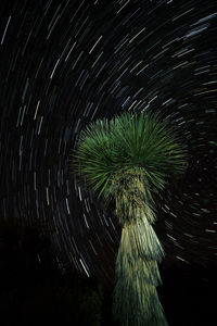 Close-up of tree against sky at night