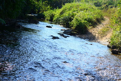 Scenic view of river amidst trees in forest