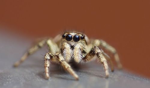 Close-up of spider on web