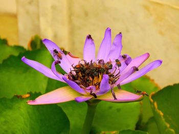 Close-up of insect on pink flower