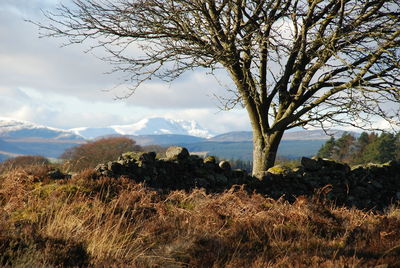 Tree on field against sky