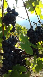 Close-up of grapes growing in vineyard