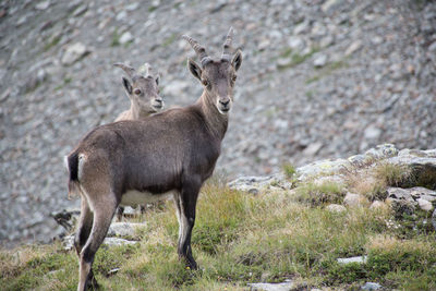 Portrait of deer standing on field