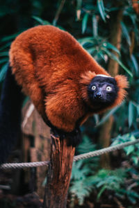 Close-up portrait of monkey on tree