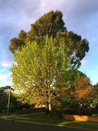 Trees on landscape against cloudy sky