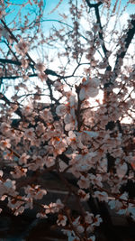 Low angle view of cherry blossom tree