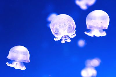 Jellyfish in sea