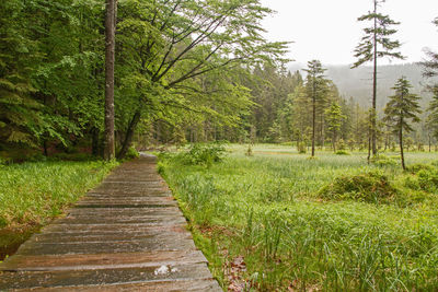 Footpath amidst trees in forest