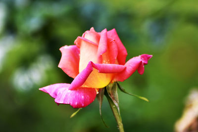 Close-up of pink rose