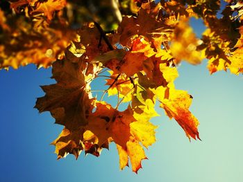 Low angle view of maple leaves