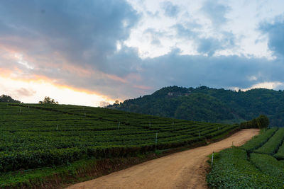 Scenic view of agricultural field against sky