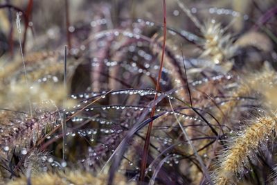 Close-up of fresh plant