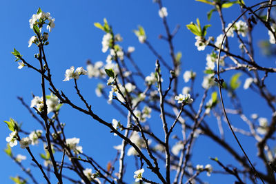 Close-up of cherry blossom against clear blue sky