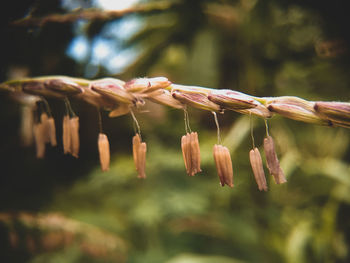 Close-up corn plant tassel in the morning