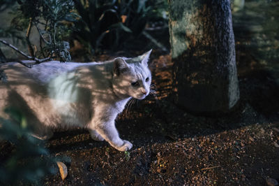 View of a cat looking away