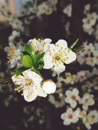 Close-up of white flowers