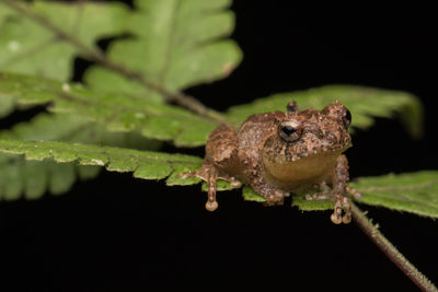 Close-up of frog on plant