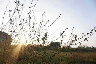 Close-up of plants on field against sky