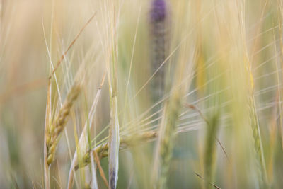 Close-up of stalks in wheat field