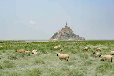 View of sheep on grassy field against sky