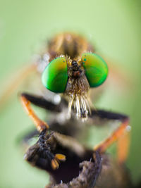 Close-up of bee pollinating on flower