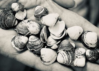 Close-up of hand holding shells