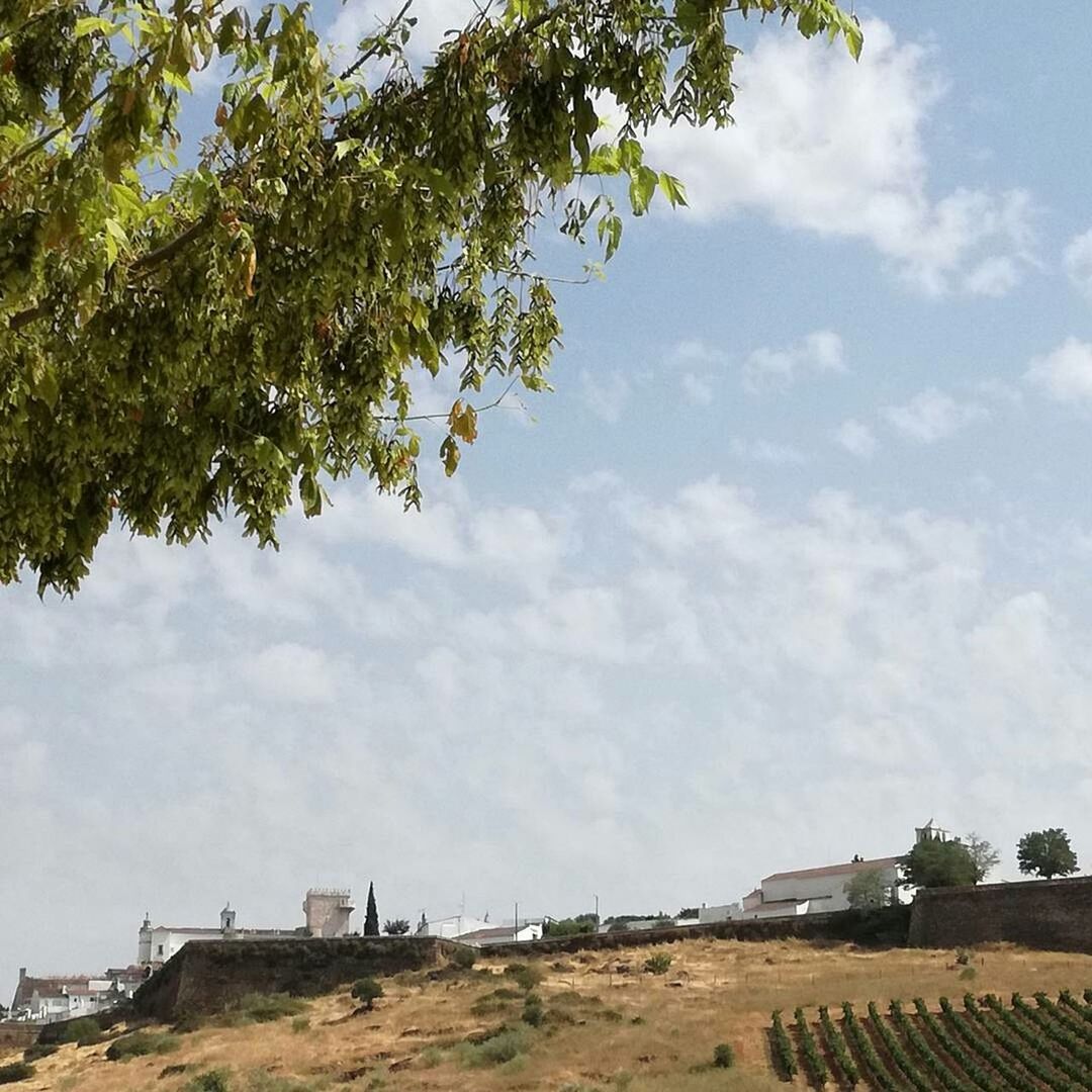 TREES ON BUILT STRUCTURE AGAINST SKY