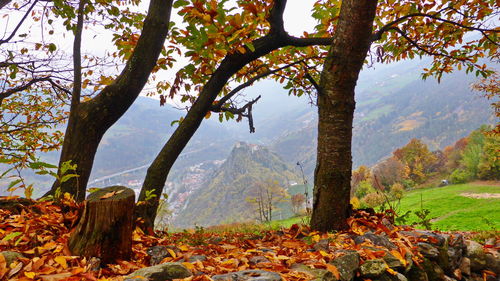 Trees on landscape during autumn