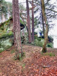 Trees in forest