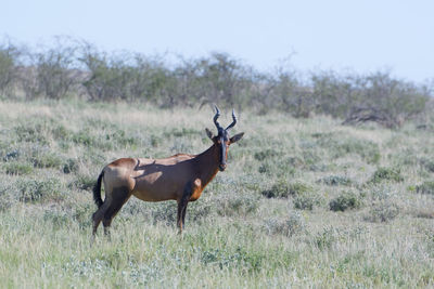 Side view of deer standing on field