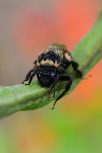Macro shot of a wet bumblebee on a runner bean in the garden