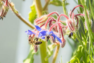 Close-up of insect on purple flower