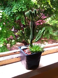 Close-up of potted plant