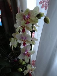 Close-up of flowers