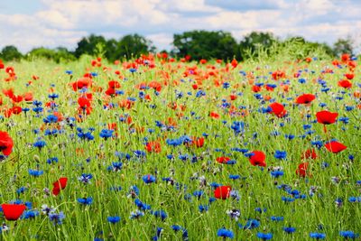 View of flowering plants on field
