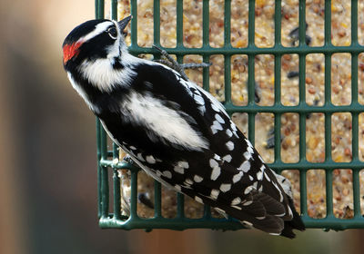 A small woodpecker on the suet feeder