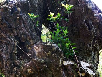 Close-up of plant growing in forest