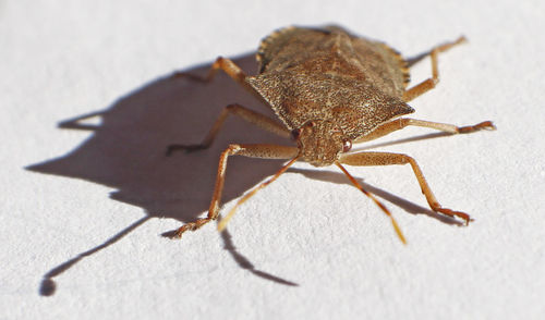 Close-up of insect