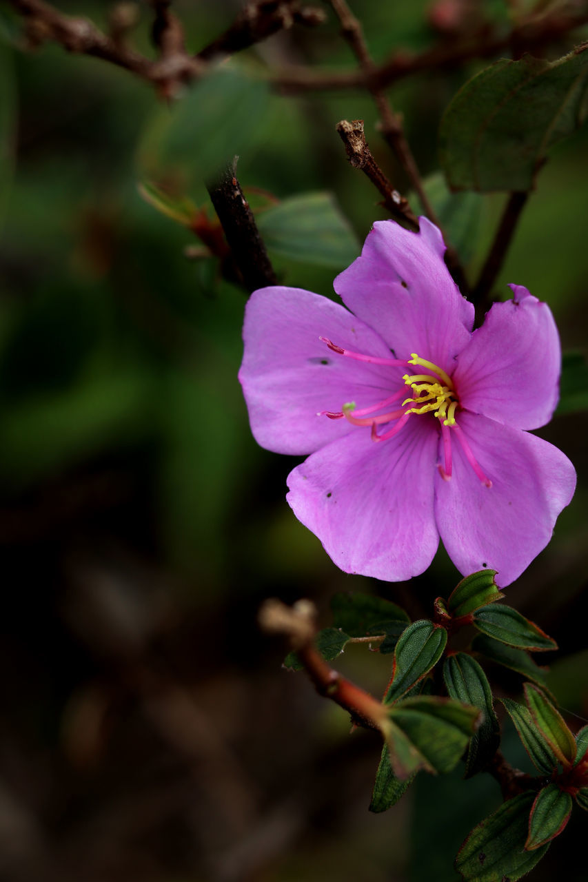 CLOSE-UP OF PURPLE FLOWER PLANT