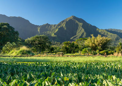 Scenic view of field against clear sky