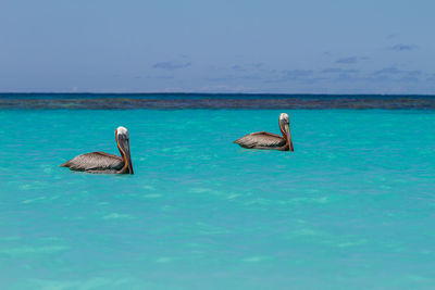 View of ducks swimming in sea