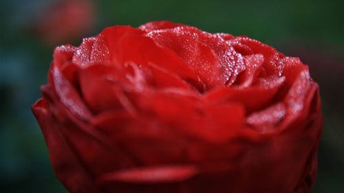 Close-up of red rose