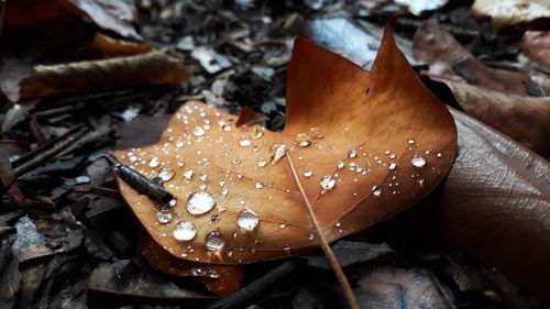 Close-up of wet autumn leaves on field